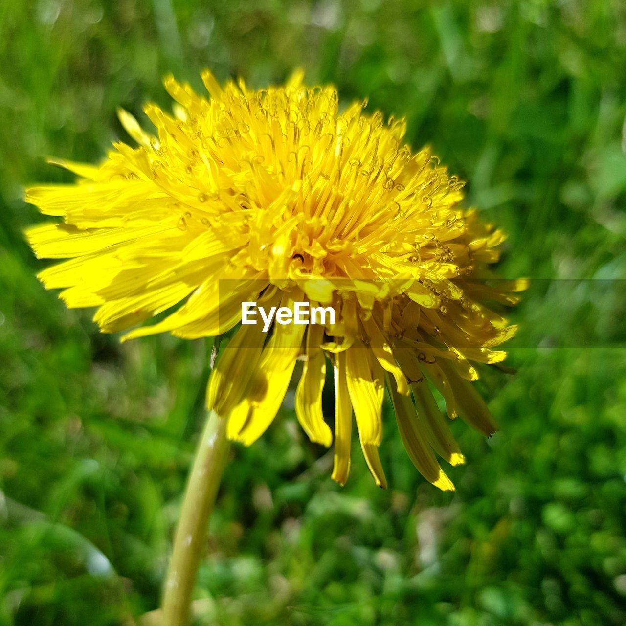 CLOSE-UP OF YELLOW FLOWER BLOOMING OUTDOORS