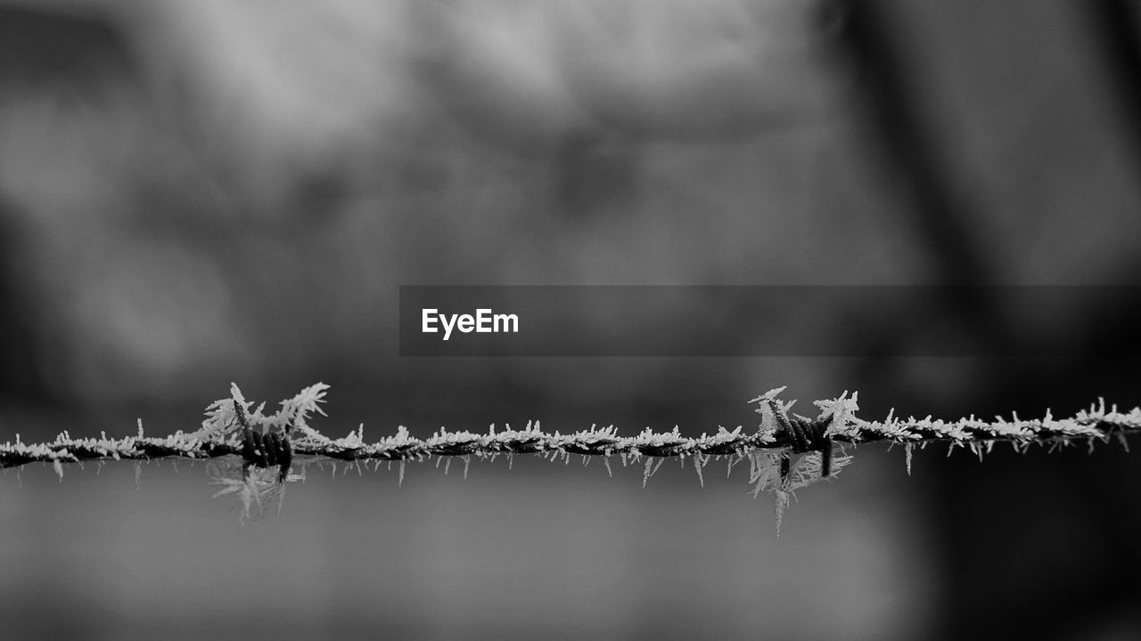 CLOSE-UP OF SNOW ON BARBED WIRE