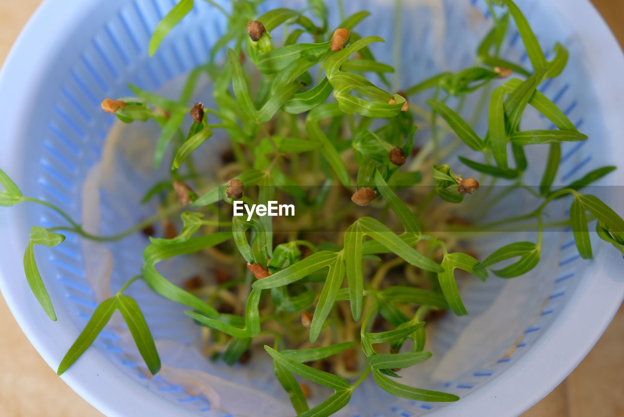 Close up of water spinach sprouts. hydroponic water spinach in vegetable basin.