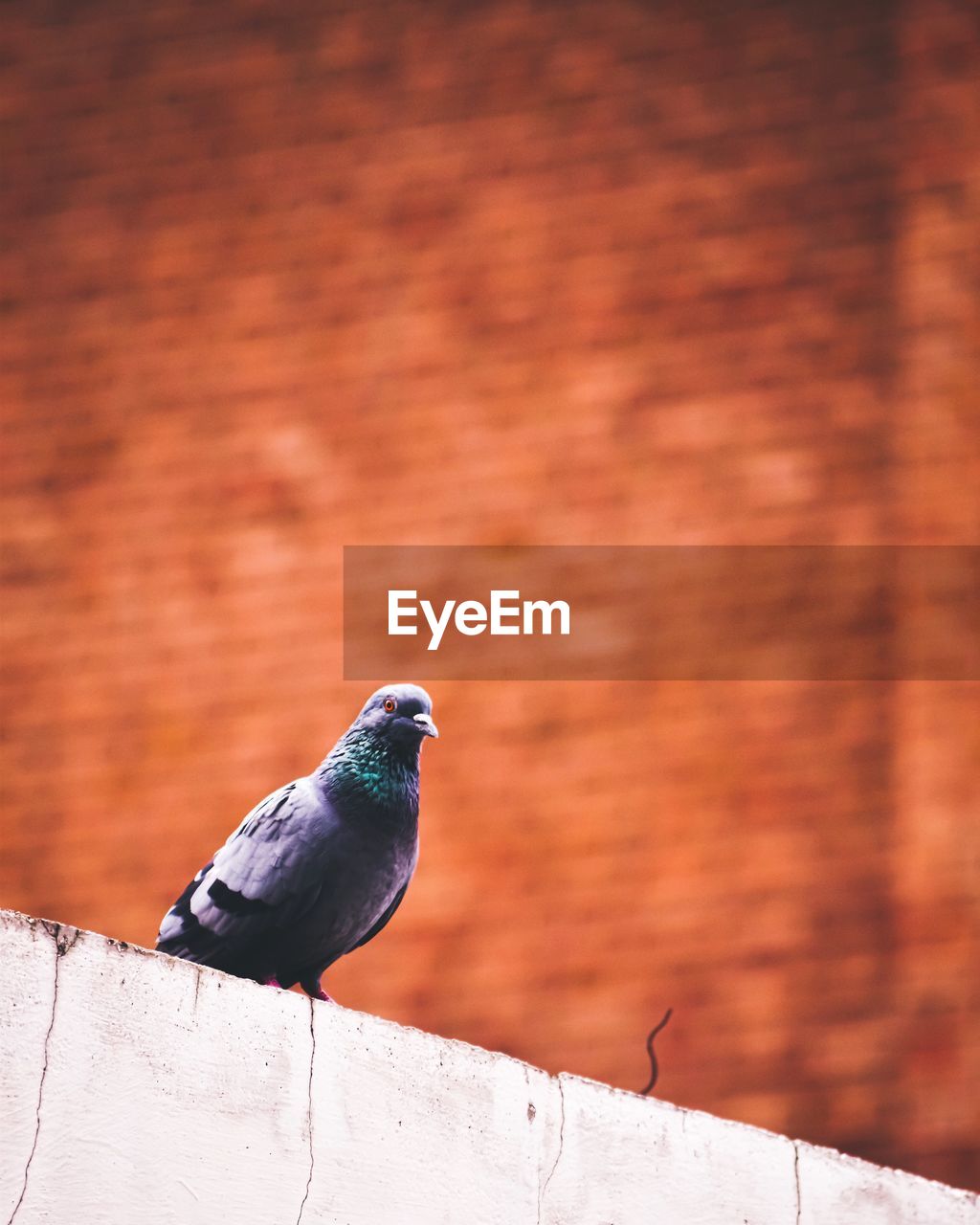 Close-up of pigeon perching on wall