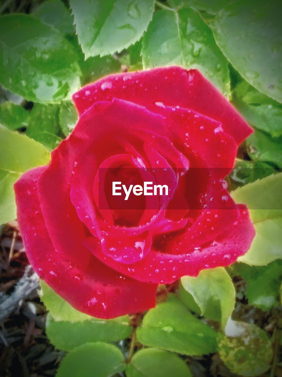 CLOSE-UP OF RED ROSE