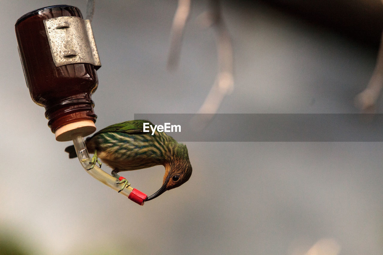 Close-up of purple honeycreeper on feeder