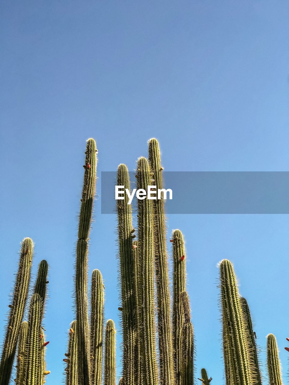 Low angle view of tall, flowering cacti against clear sky.