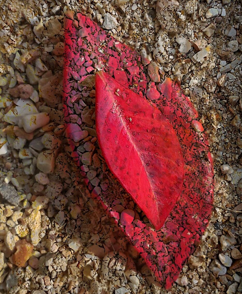Close-up of red leaf on rock