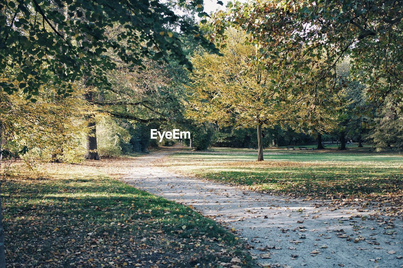 Trees growing on field during autumn