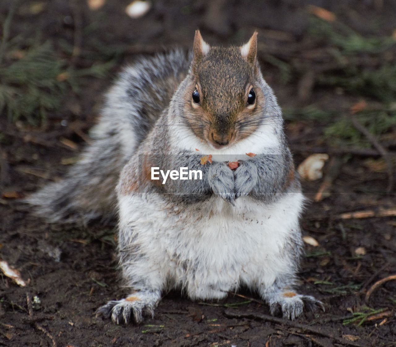 PORTRAIT OF SQUIRREL ON A FIELD
