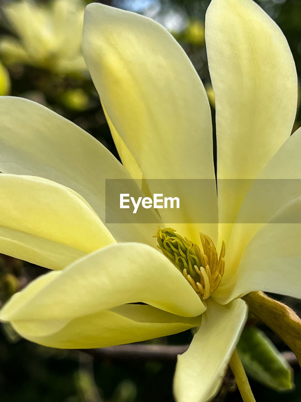yellow, plant, flower, flowering plant, freshness, beauty in nature, close-up, growth, petal, nature, fragility, flower head, inflorescence, macro photography, lily, no people, outdoors, focus on foreground, blossom, springtime, tropical climate, botany, white