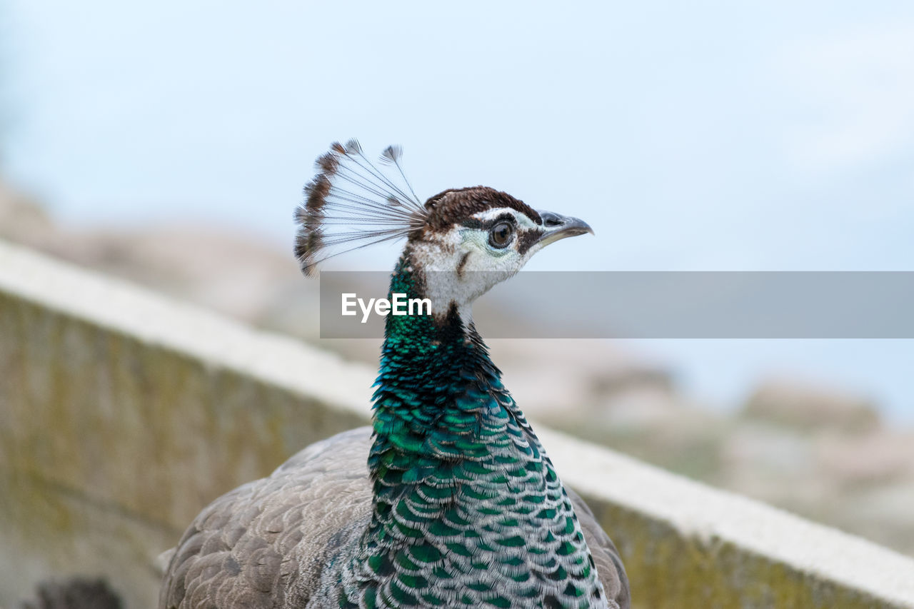 Close-up portrait of a female peacock