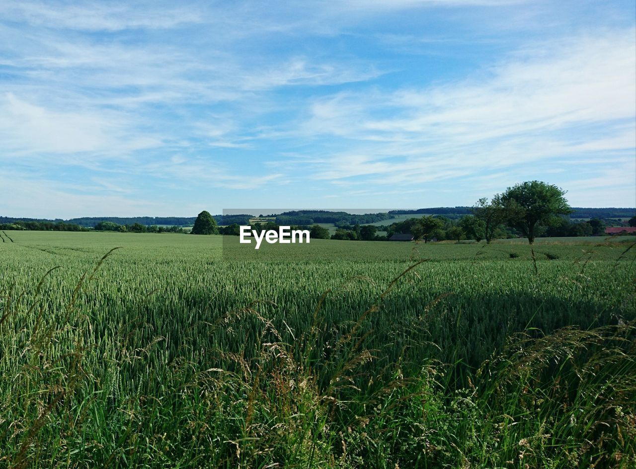 FIELD AGAINST SKY