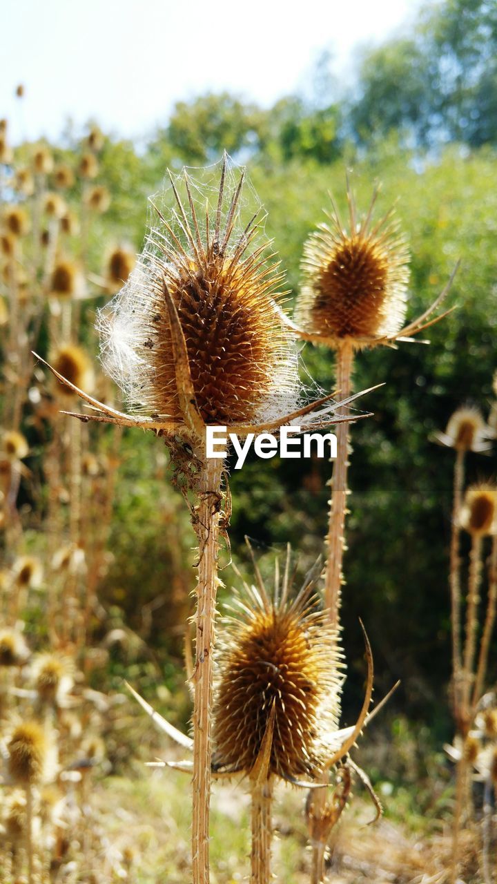 CLOSE-UP OF THISTLE ON FIELD