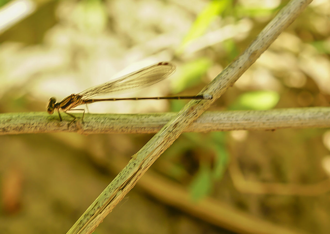 CLOSE-UP OF PLANT AGAINST BLURRED BACKGROUND