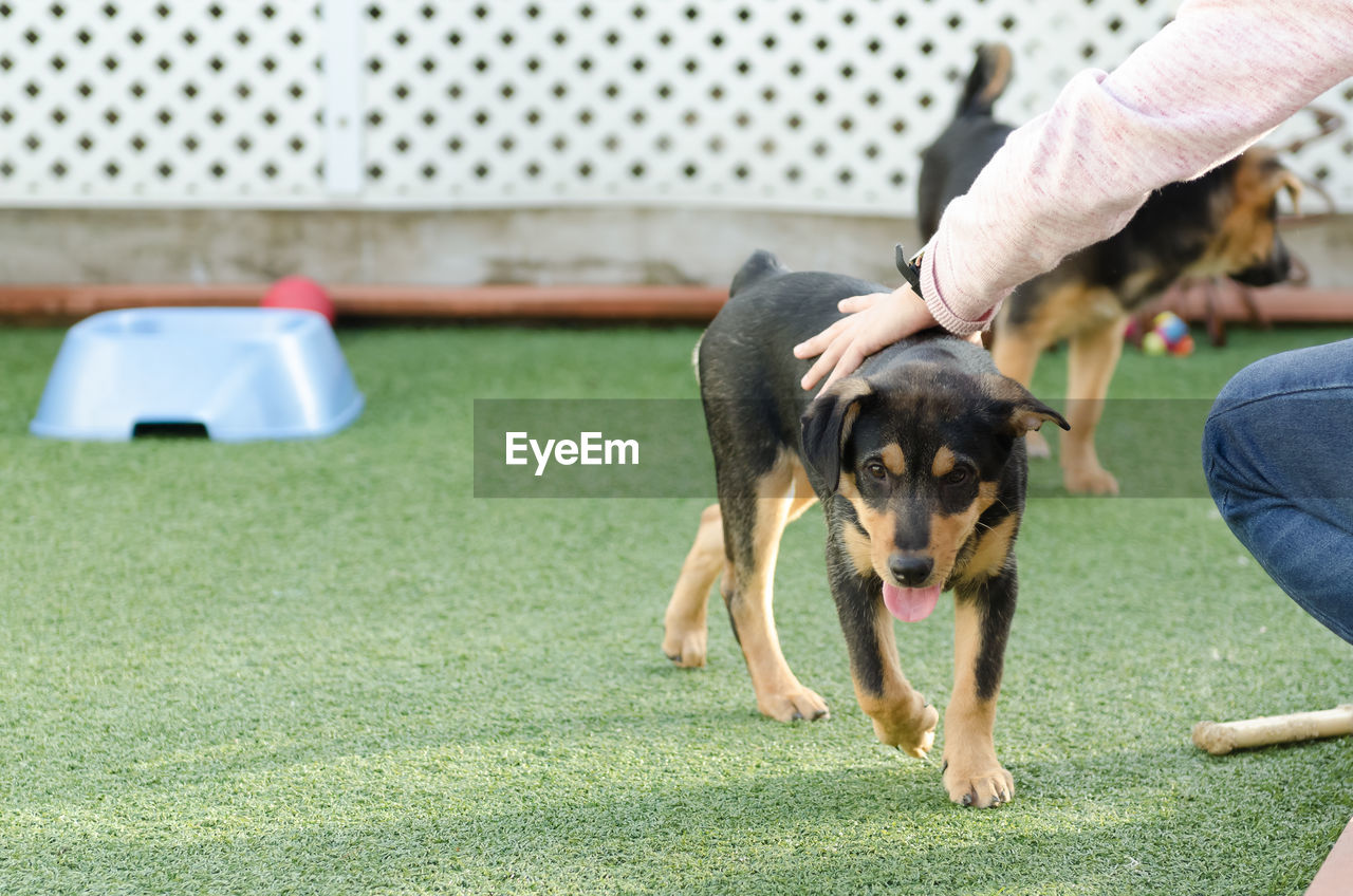 CLOSE-UP OF MAN PLAYING WITH DOG ON GRASS