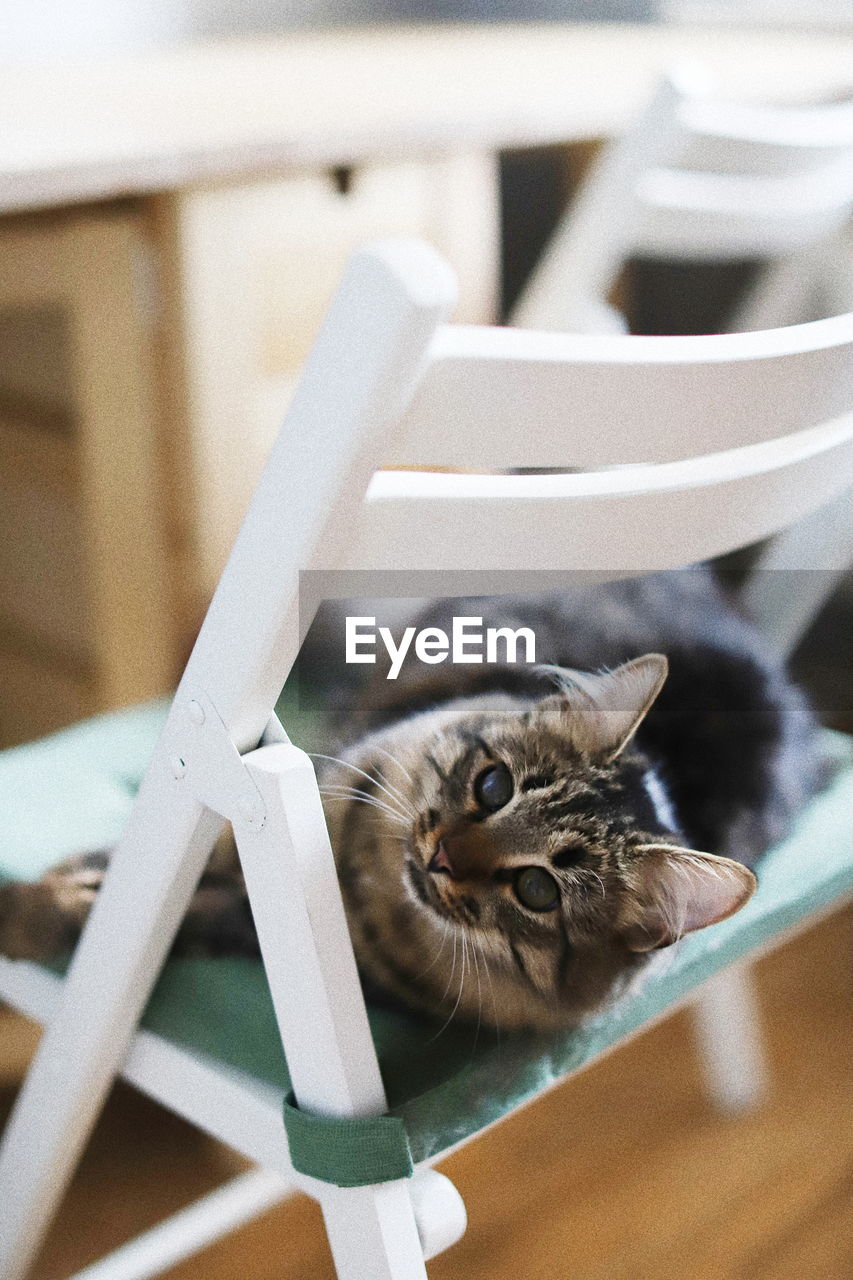 Portrait of cat relaxing on chair