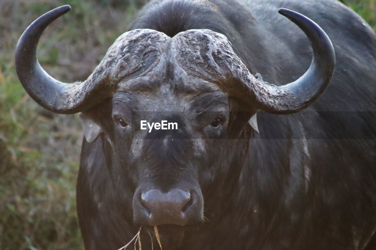 animal themes, animal, water buffalo, mammal, animal wildlife, wildlife, horned, cattle, one animal, horn, domestic animals, livestock, bull, portrait, nature, no people, working animal, looking at camera, outdoors, environment, social issues, environmental conservation, animal body part, safari, grass, plant, large, buffalo, tourism, music