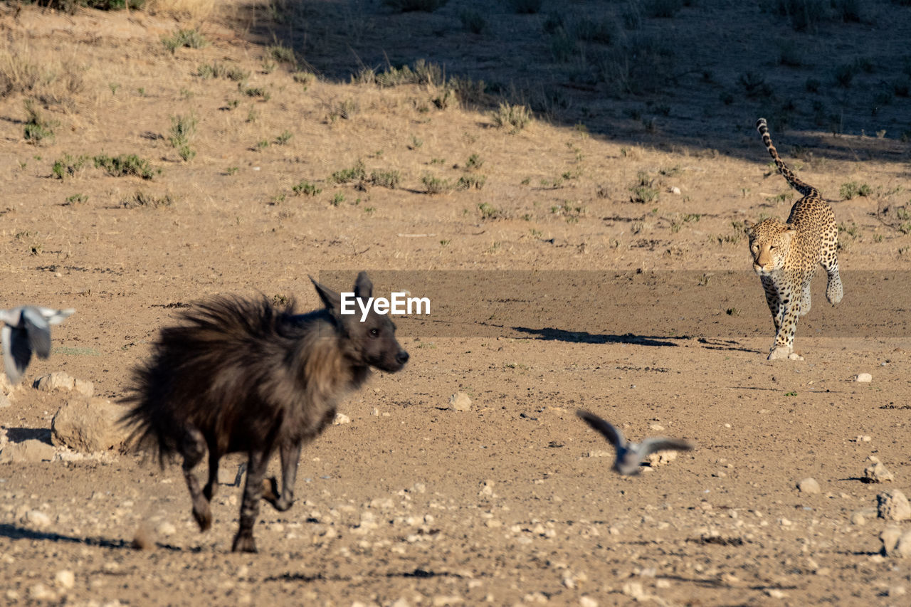VIEW OF DOGS RUNNING