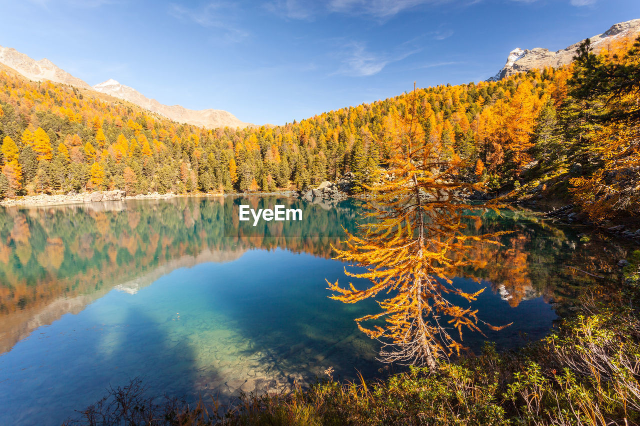 SCENIC VIEW OF LAKE BY TREES AGAINST SKY