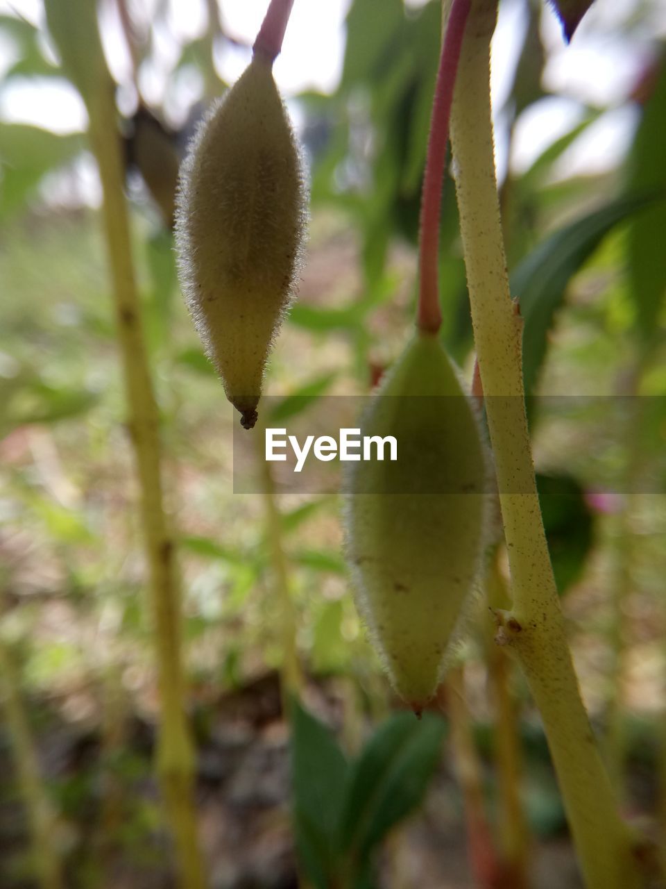 CLOSE-UP OF BANANA TREE