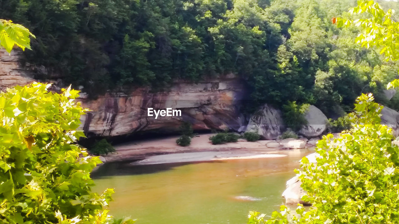 VIEW OF ROCKS IN FOREST