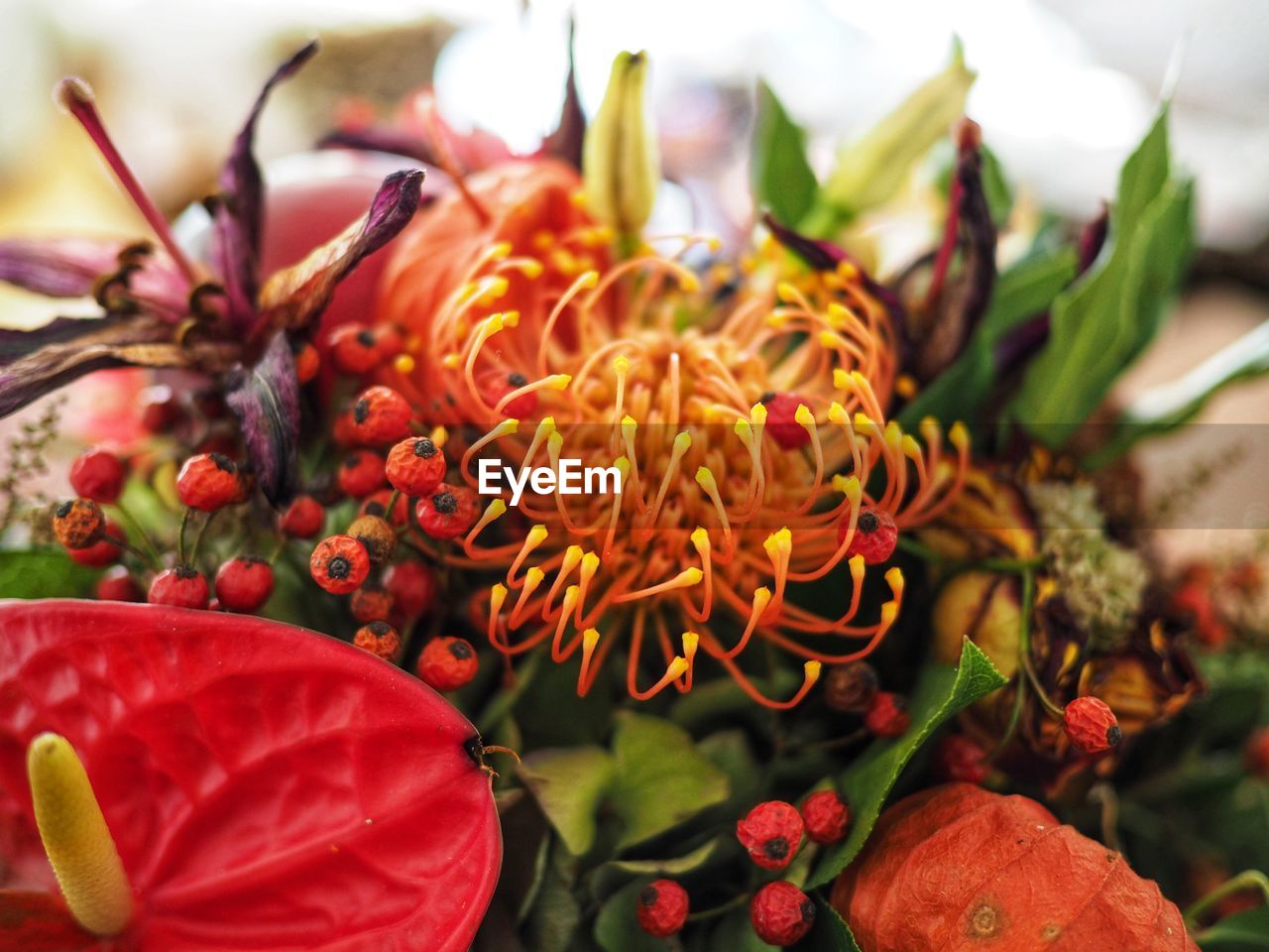 CLOSE-UP OF FRESH RED FLOWER PLANT