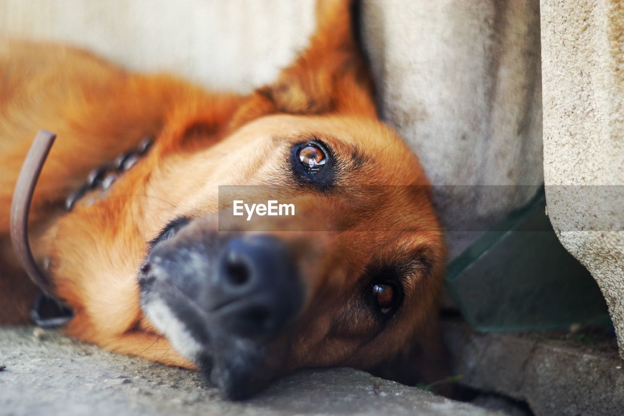 Close-up portrait of dog