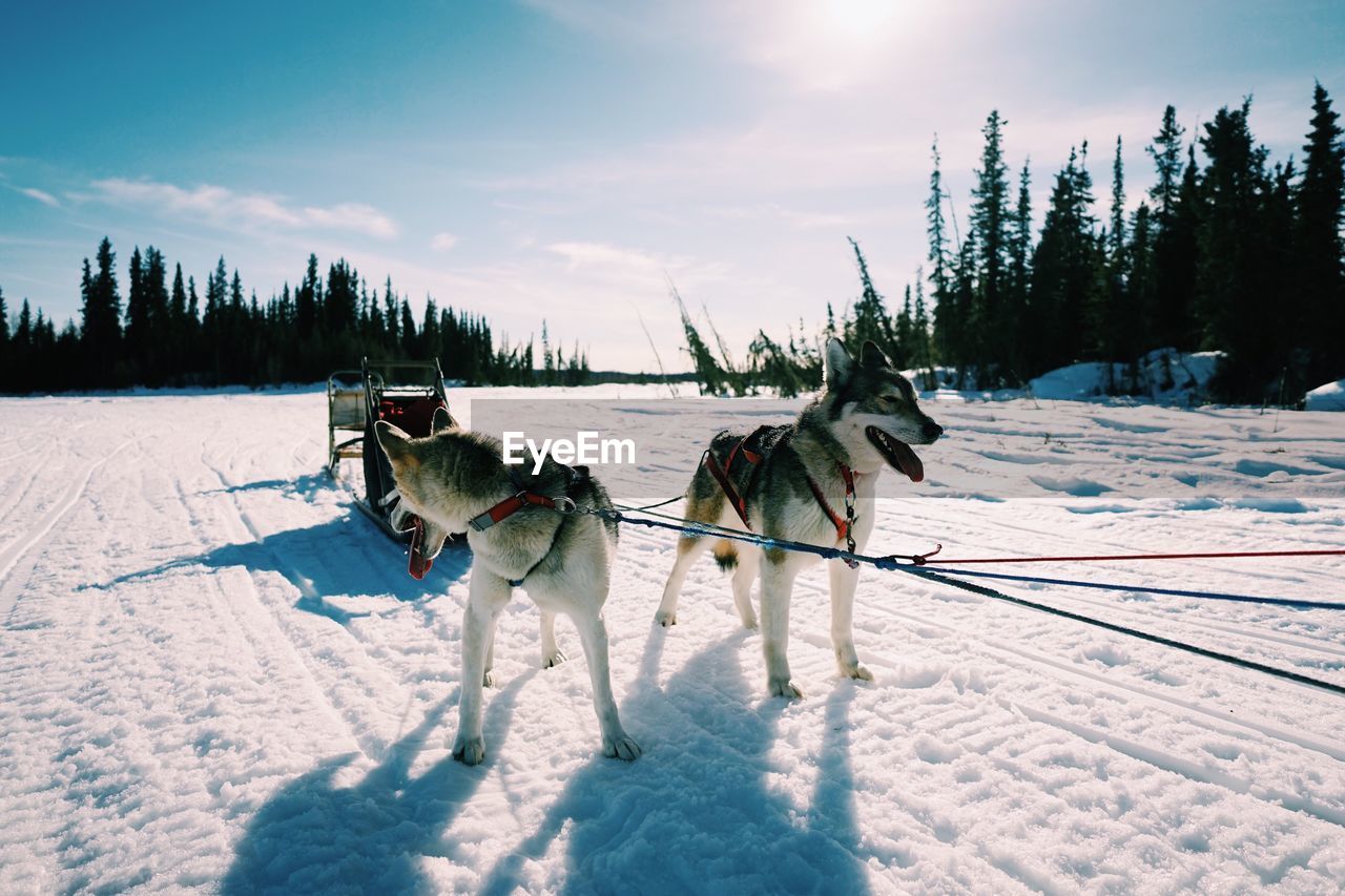 Dogs on snow covered landscape against sky