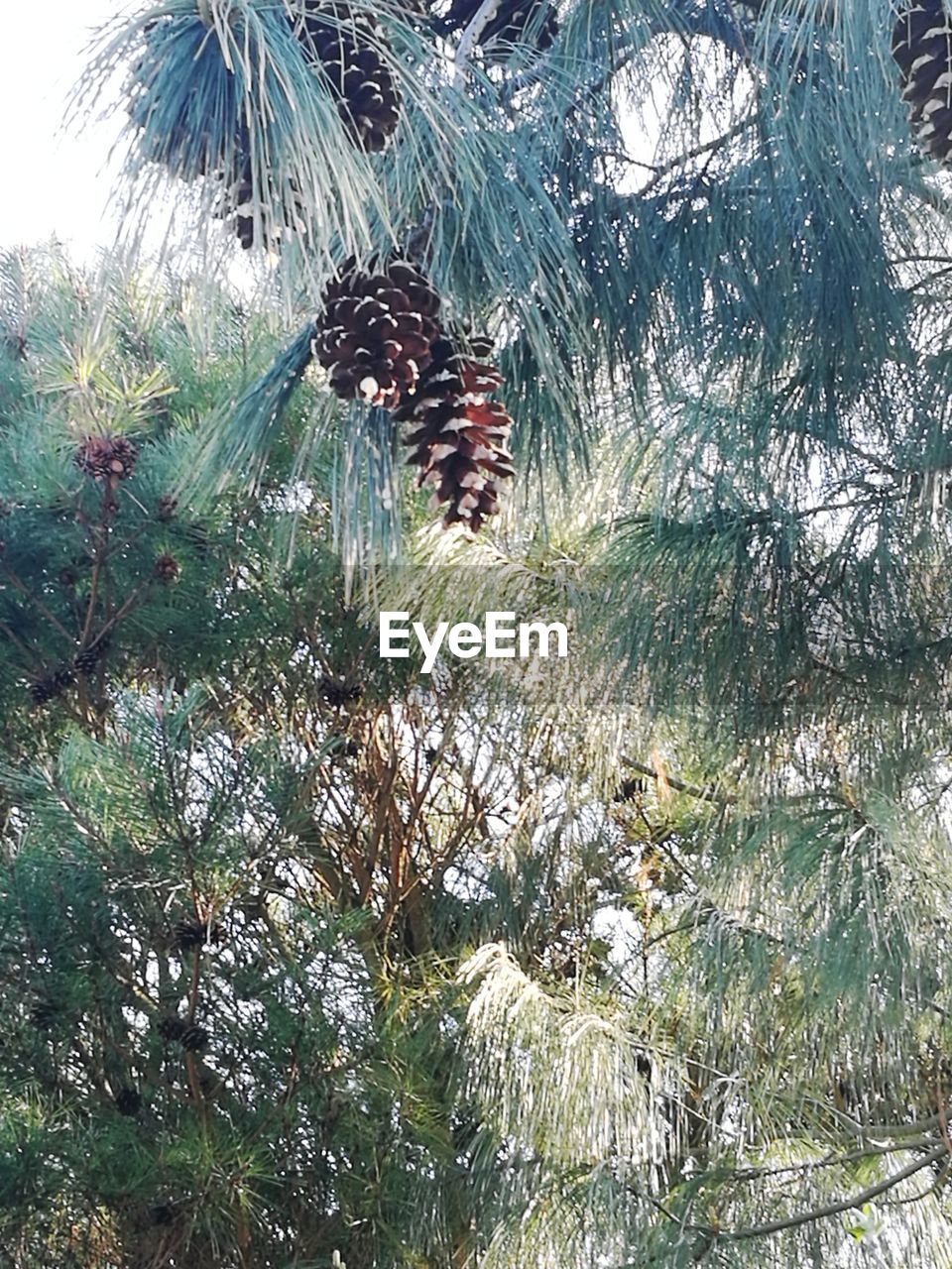 CLOSE-UP OF CATERPILLAR ON TREE