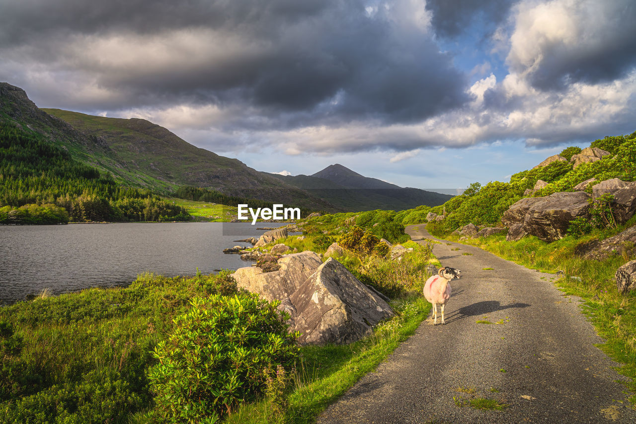 SCENIC VIEW OF MOUNTAIN AGAINST SKY