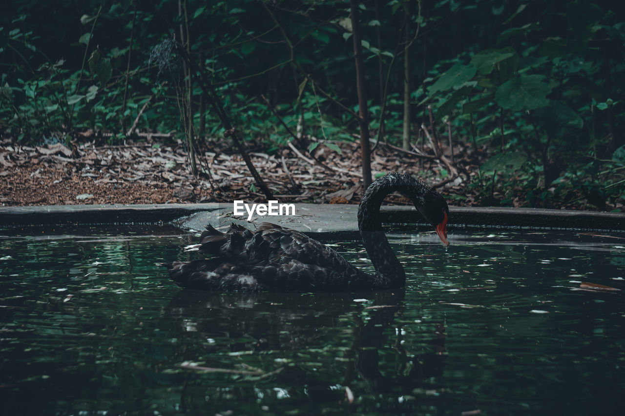 water, wildlife, animal, animal wildlife, animal themes, black swan, bird, nature, water bird, swan, one animal, reflection, no people, lake, swimming, day, ducks, geese and swans, plant, outdoors, wetland, tree, duck, waterfront, darkness, beauty in nature
