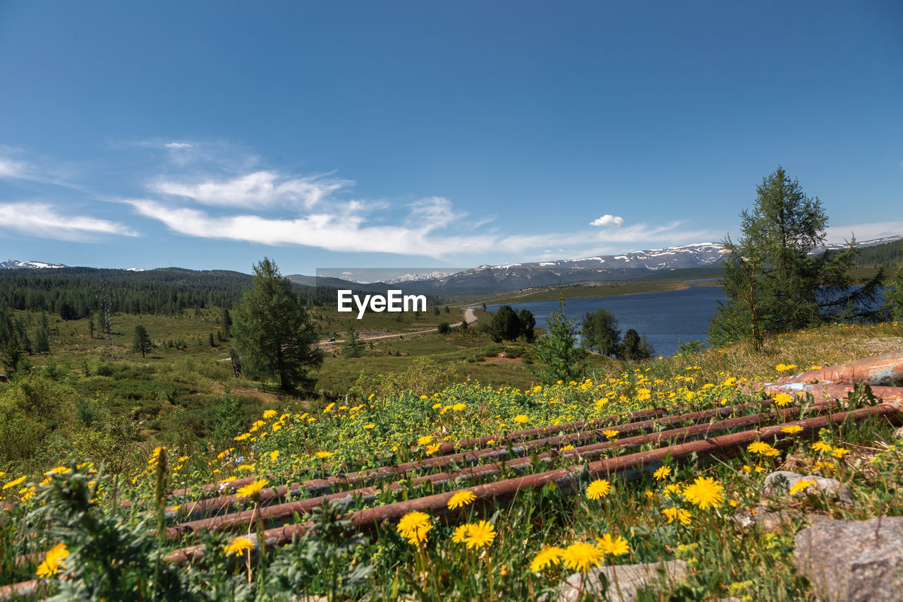 Scenic view of flowering plants on field against sky