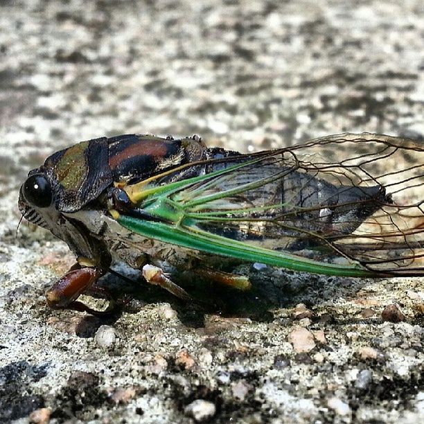 CLOSE-UP VIEW OF INSECT