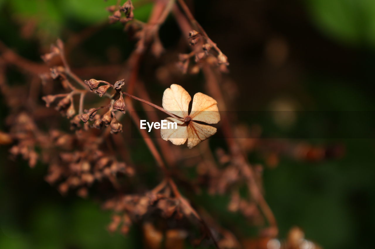 Close-up of wilted flower