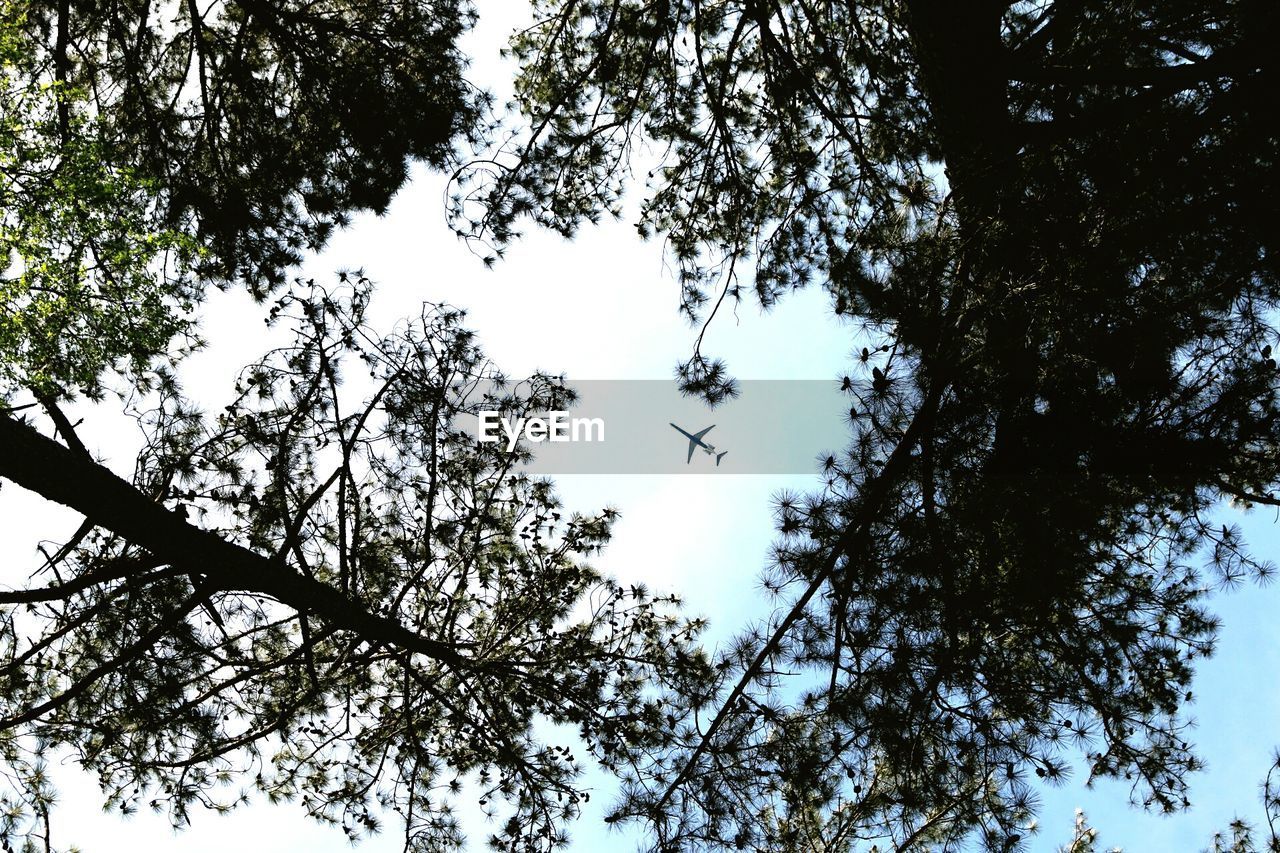 LOW ANGLE VIEW OF TREES AGAINST SKY