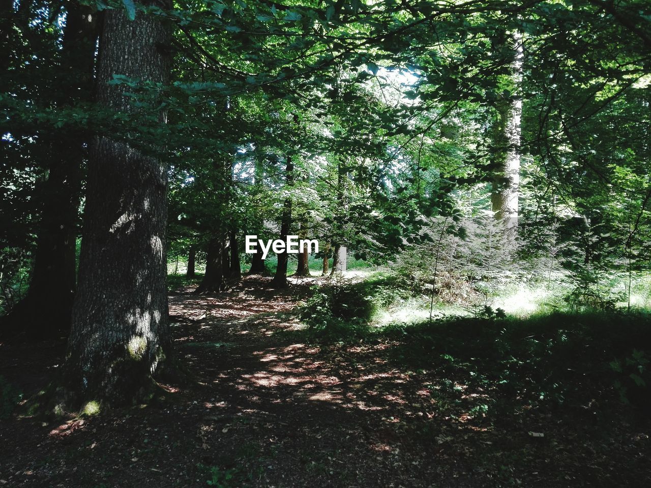 Trees growing in forest