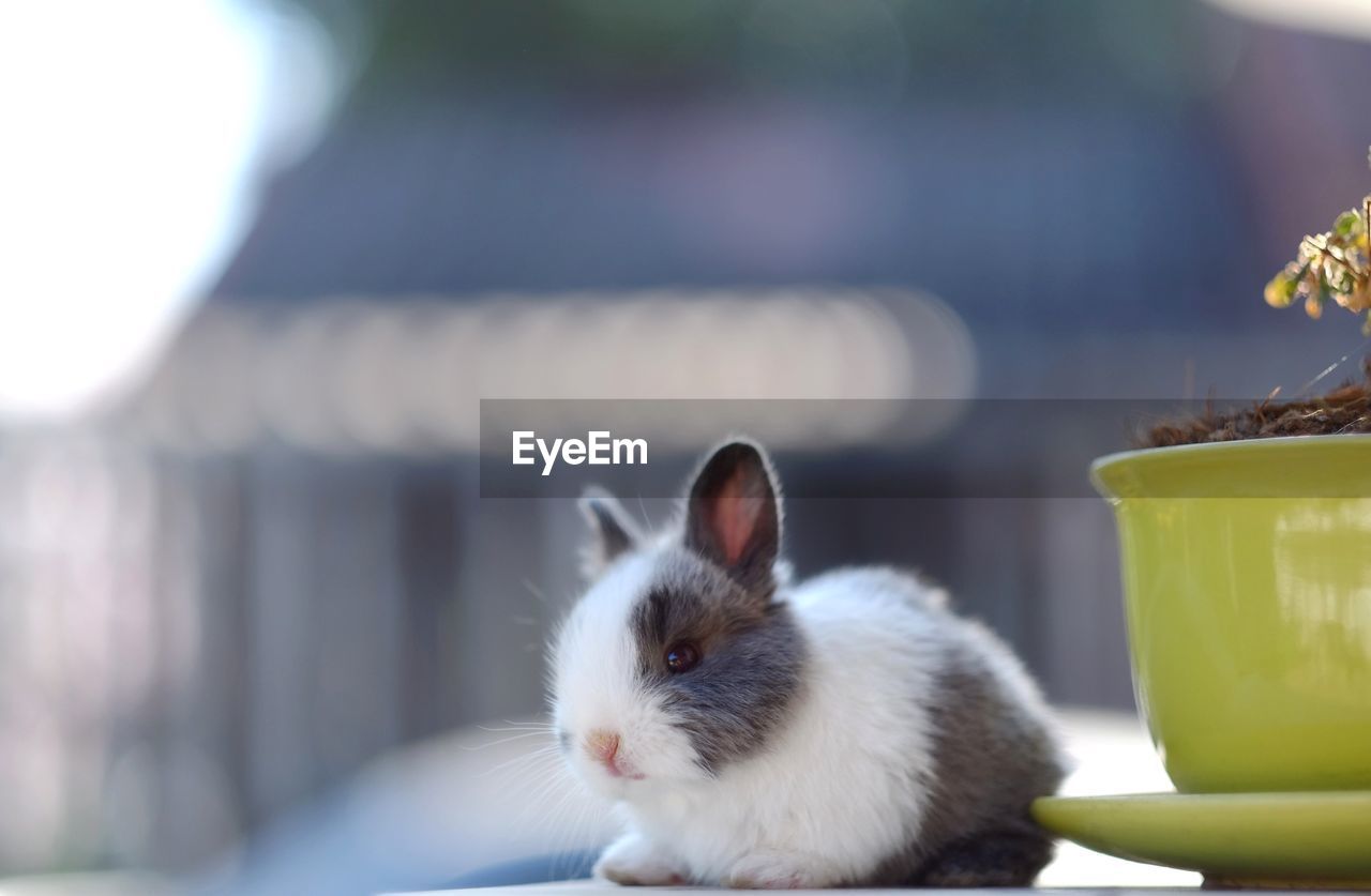 Close-up of rabbit by potted plant