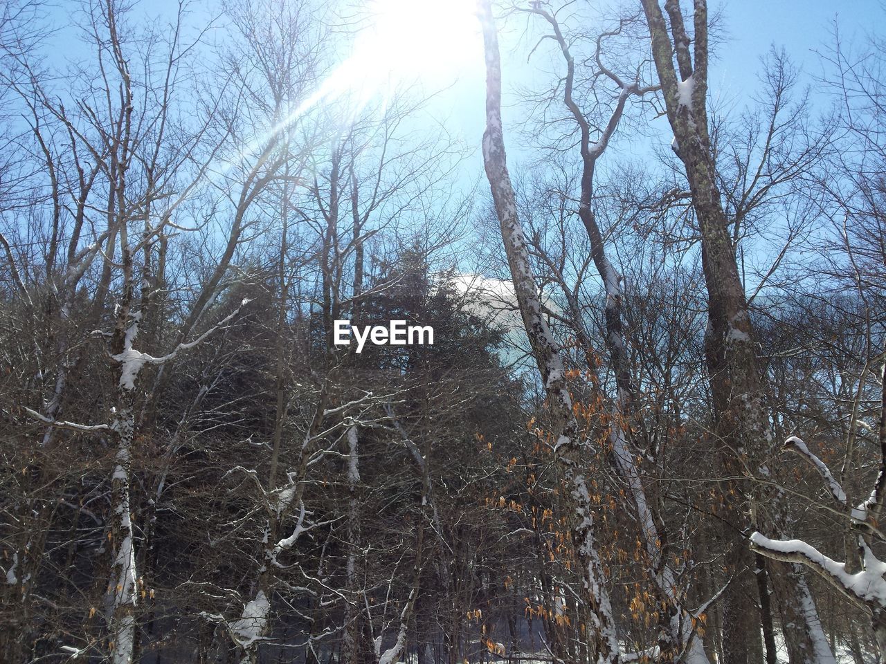 Bare trees on snow covered landscape