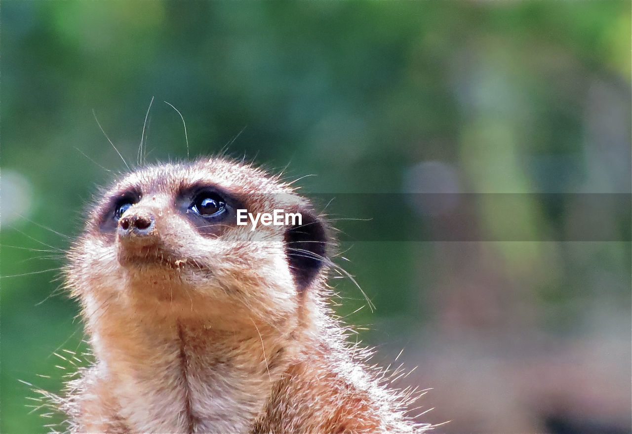 Close-up of meerkat looking up