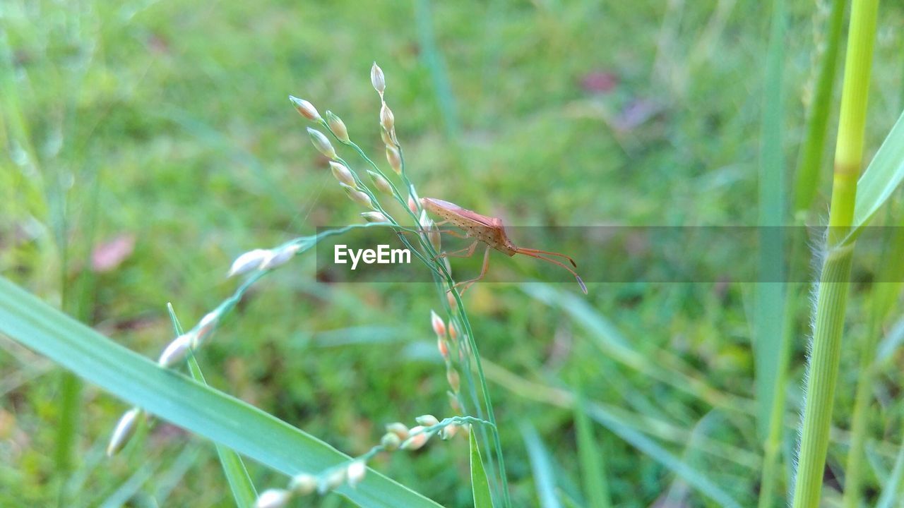 Close-up of plant