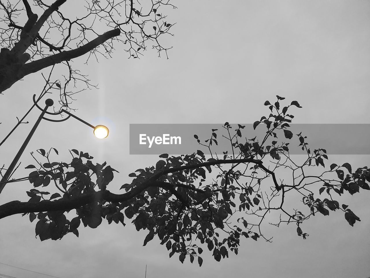 Low angle view of silhouette tree against sky at dusk