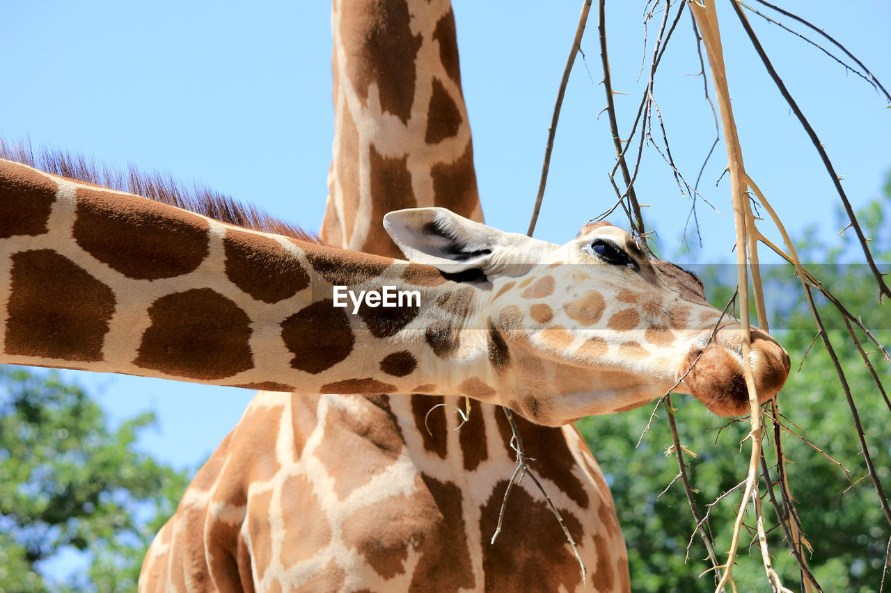 Low angle view of giraffes against clear sky