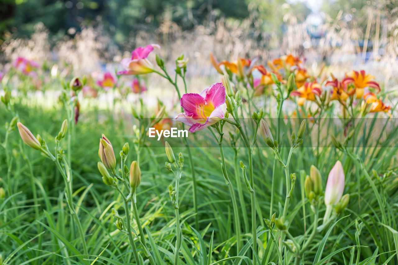 Close-up of wildflowers blooming in garden