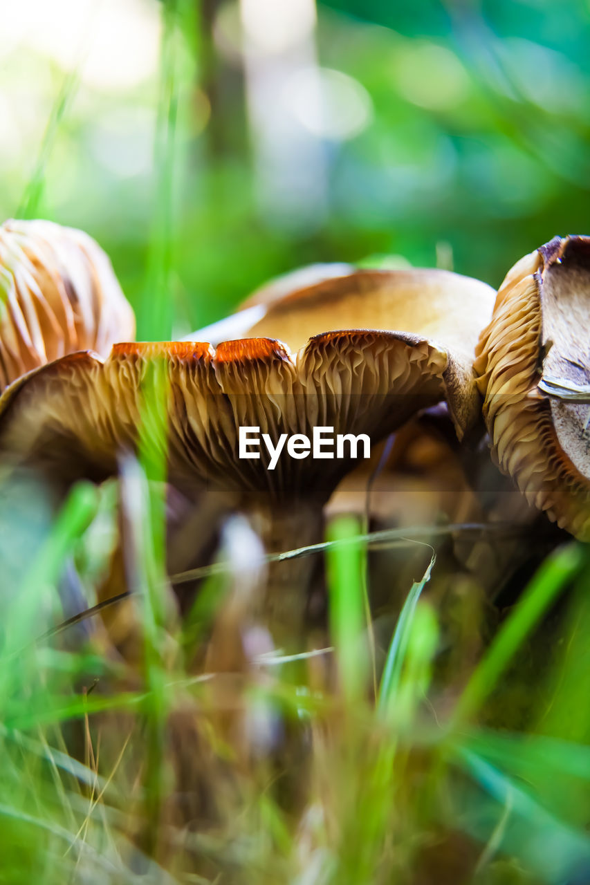 Close-up of mushroom growing on field