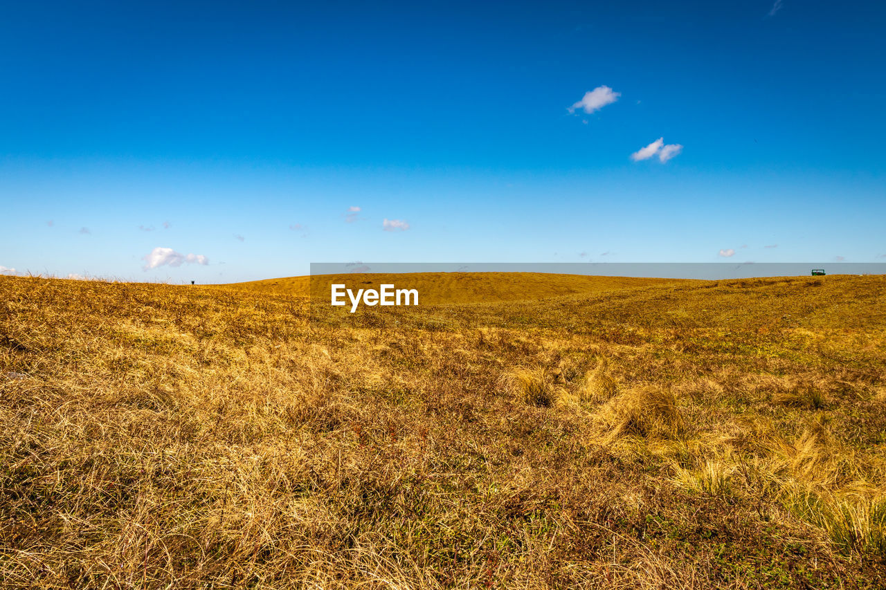 Yellow grass with bright blue sky at morning