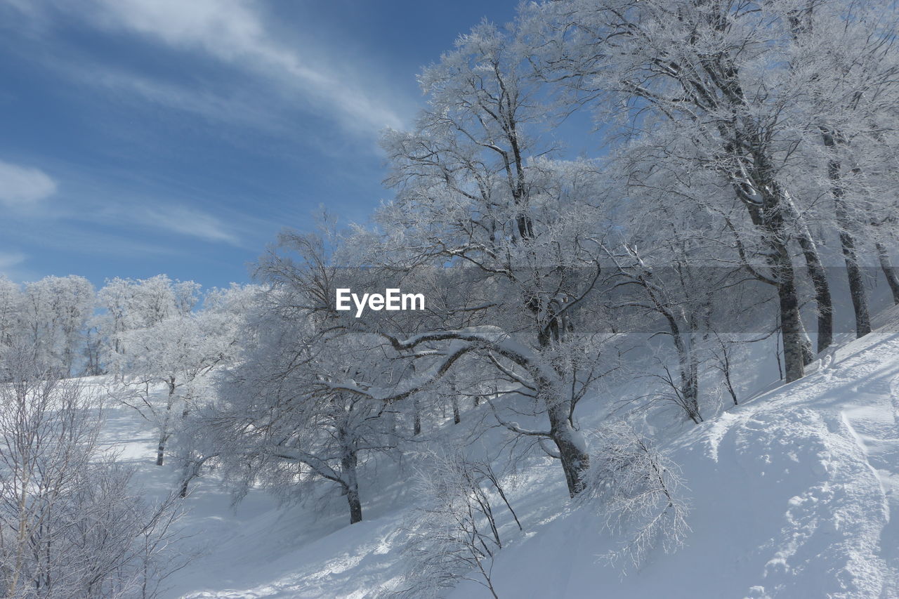 LOW ANGLE VIEW OF TREES AGAINST SKY