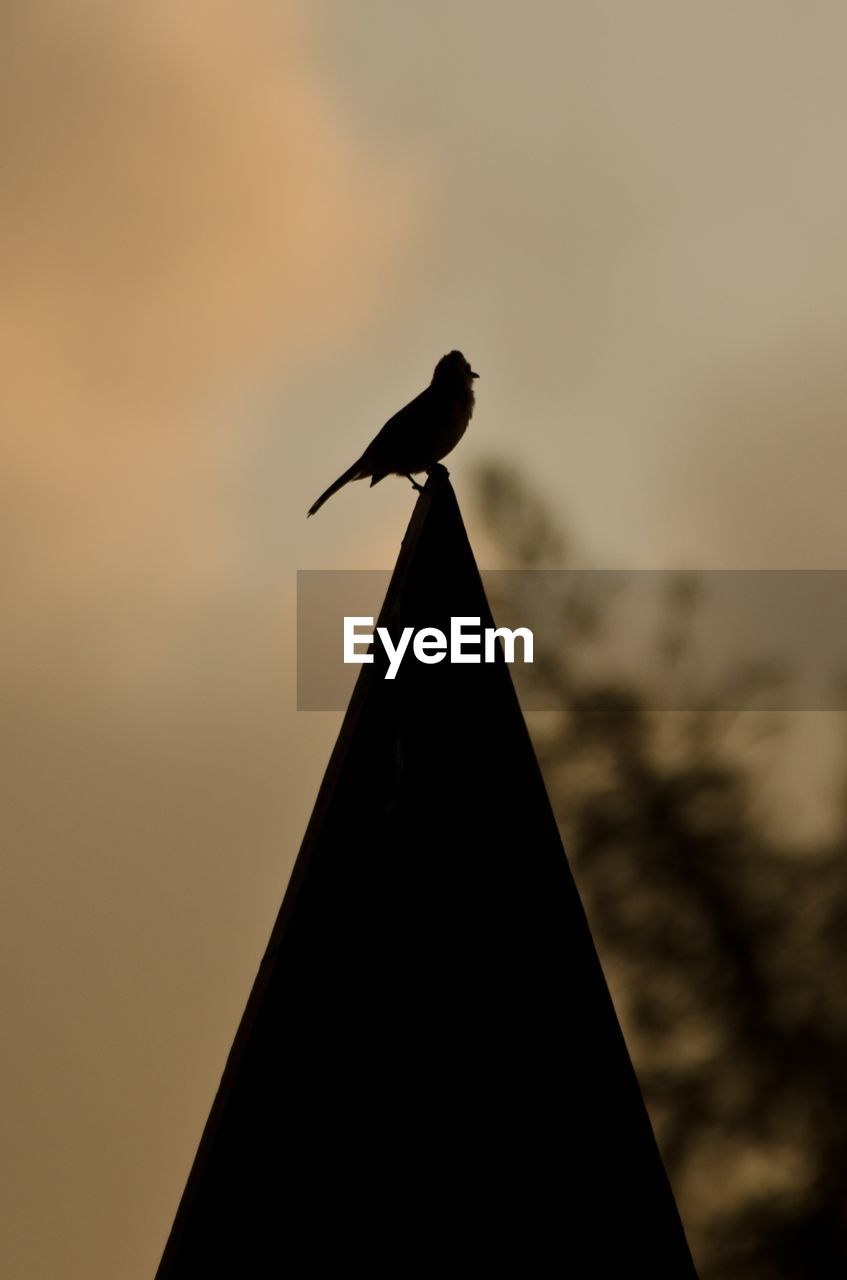 Close-up of silhouette bird perching on roof against sky