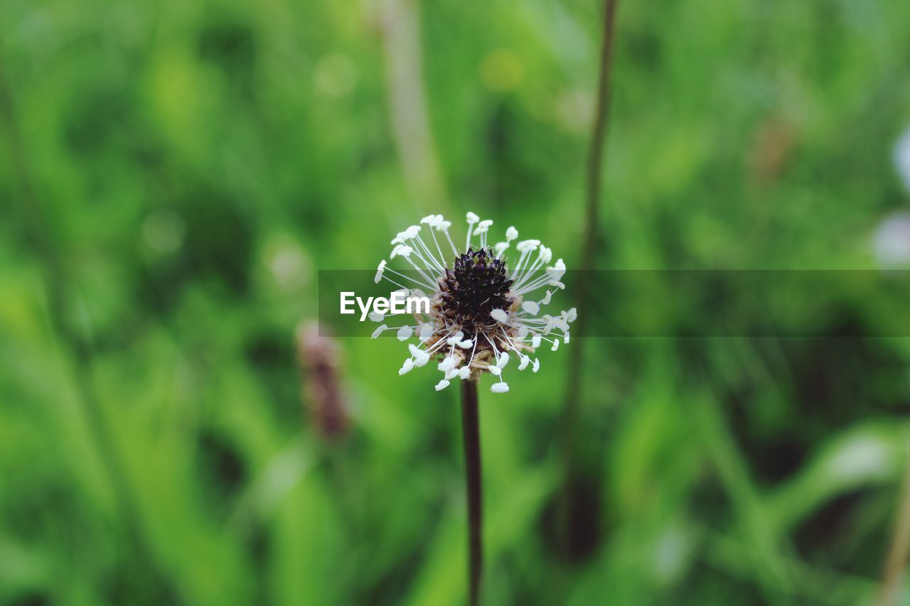 CLOSE-UP OF DANDELION FLOWER