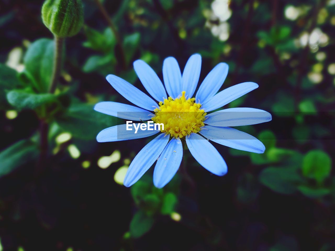 Close-up of fresh purple flower blooming in garden