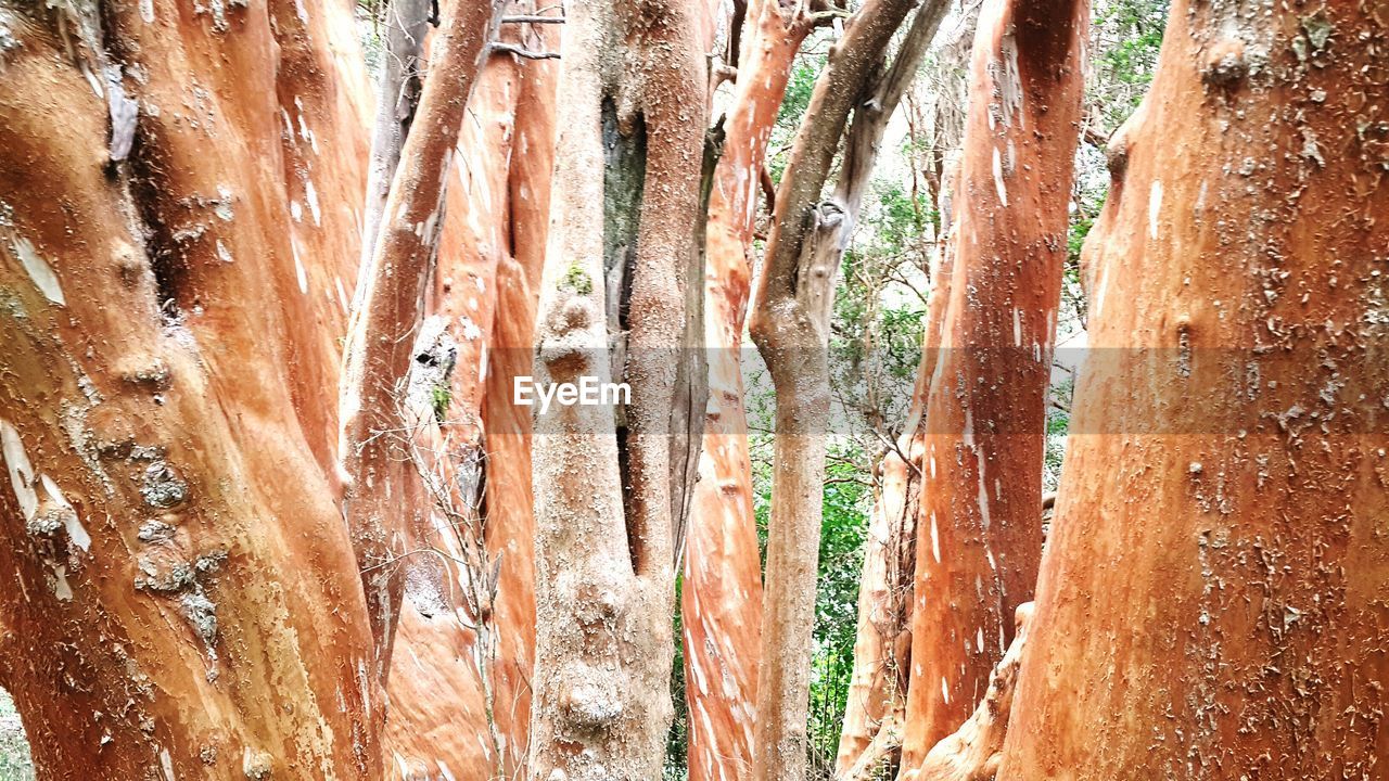 Panoramic shot of trees