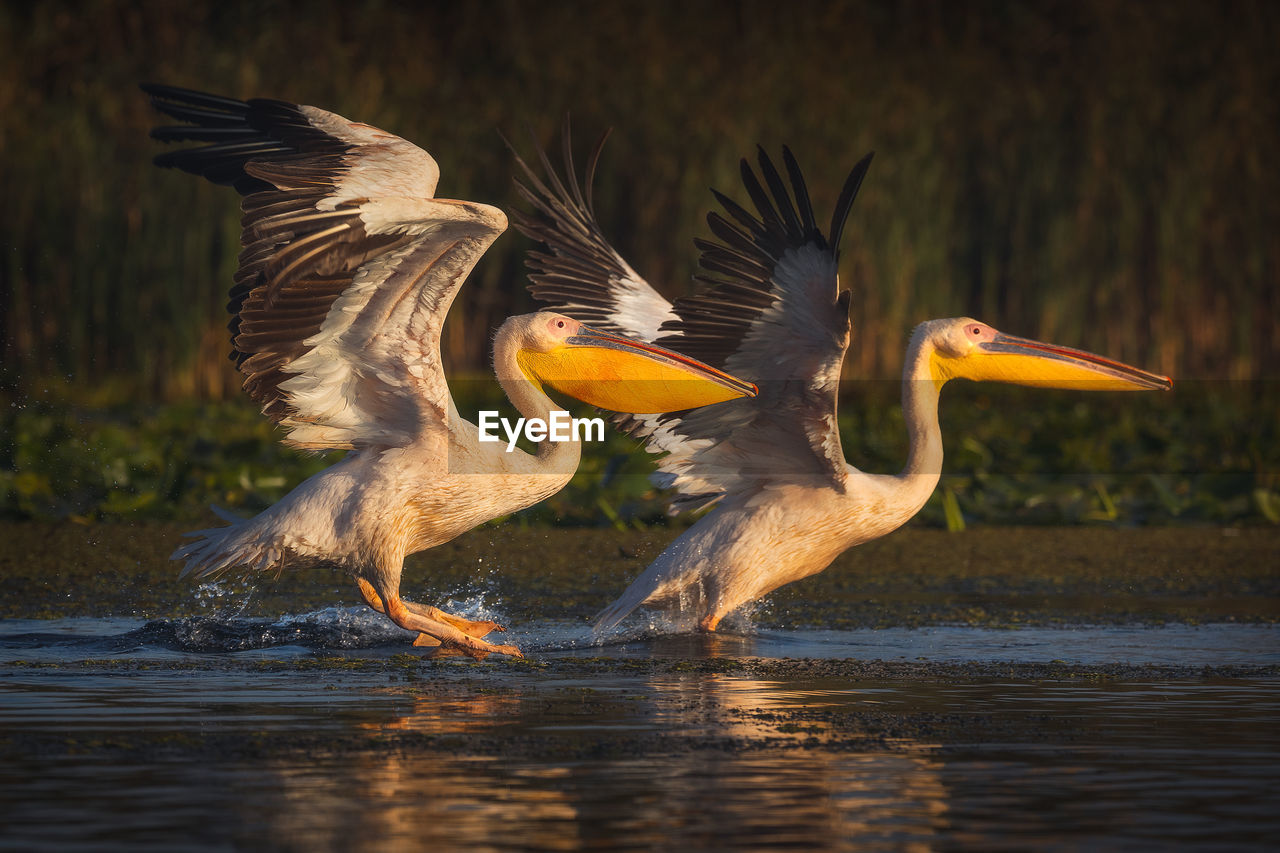 Wild beautiful birds from danube delta, romania. wildlife photography