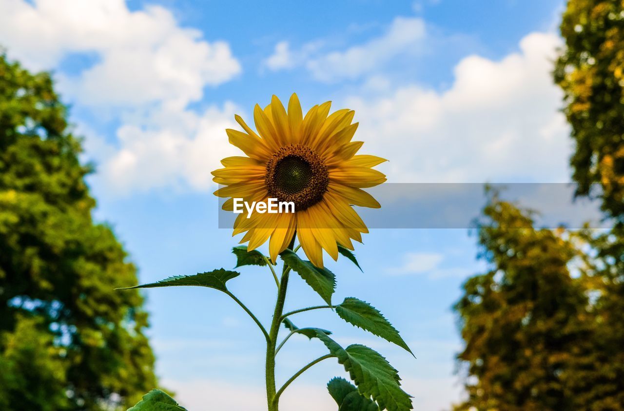 Low angle view of sunflower against sky