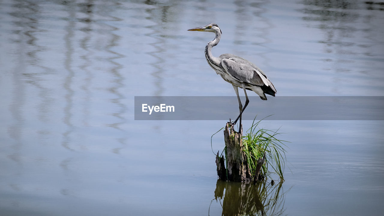 HERON PERCHING ON A LAKE